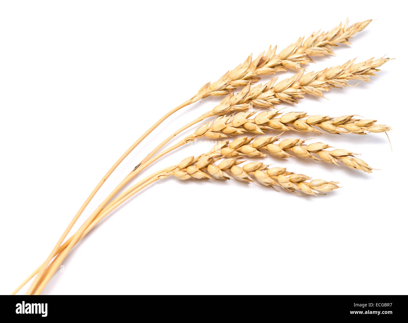 wheat ears isolated on white background Stock Photo