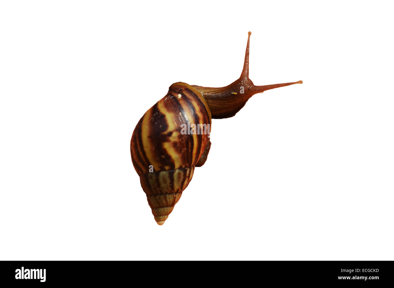 Snail or Gastropod Stock Photo