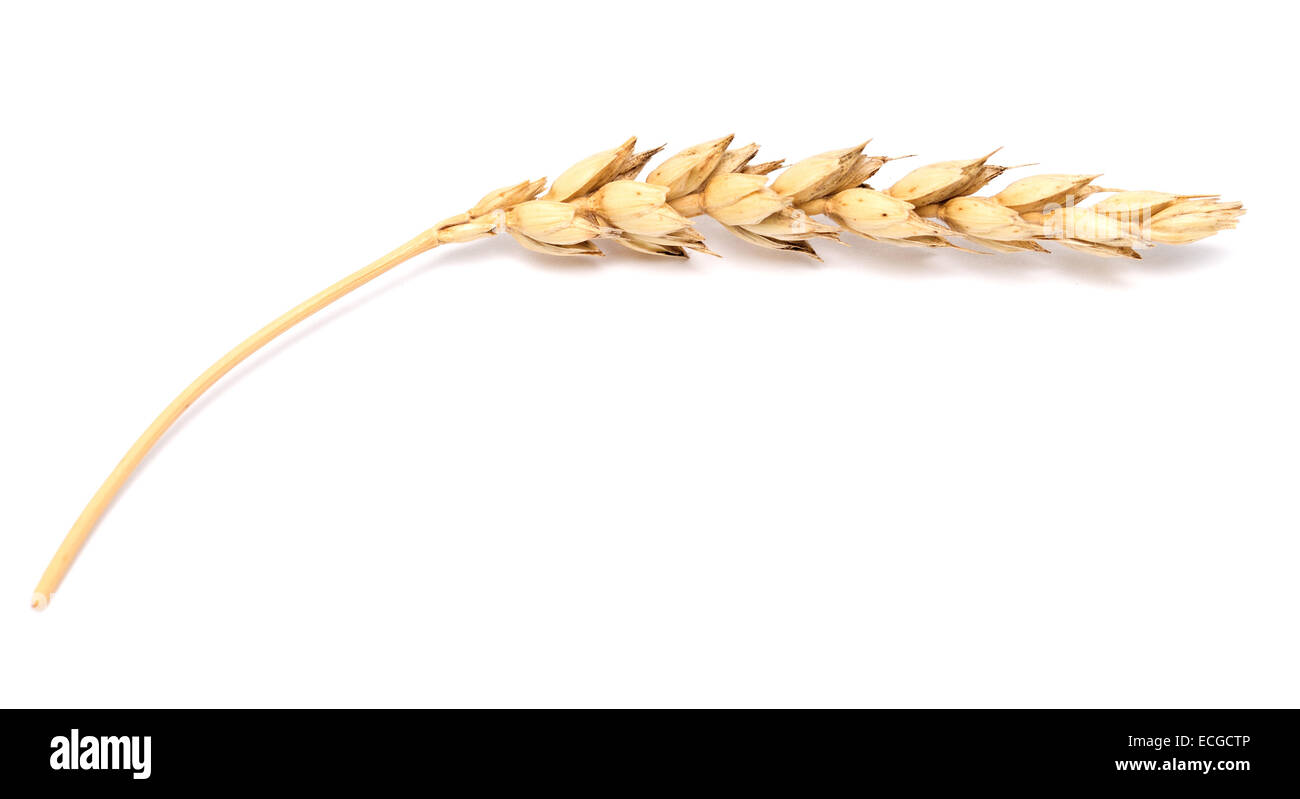 wheat ear isolated on white background Stock Photo