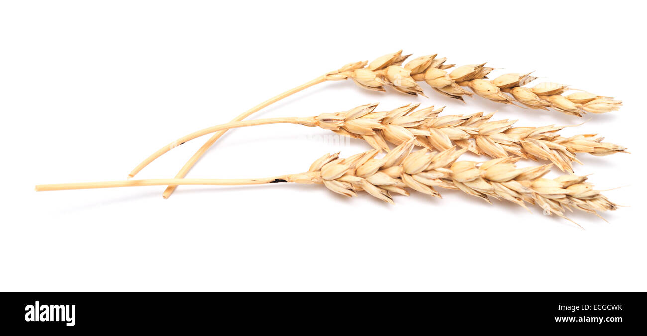 wheat ears isolated on white background Stock Photo