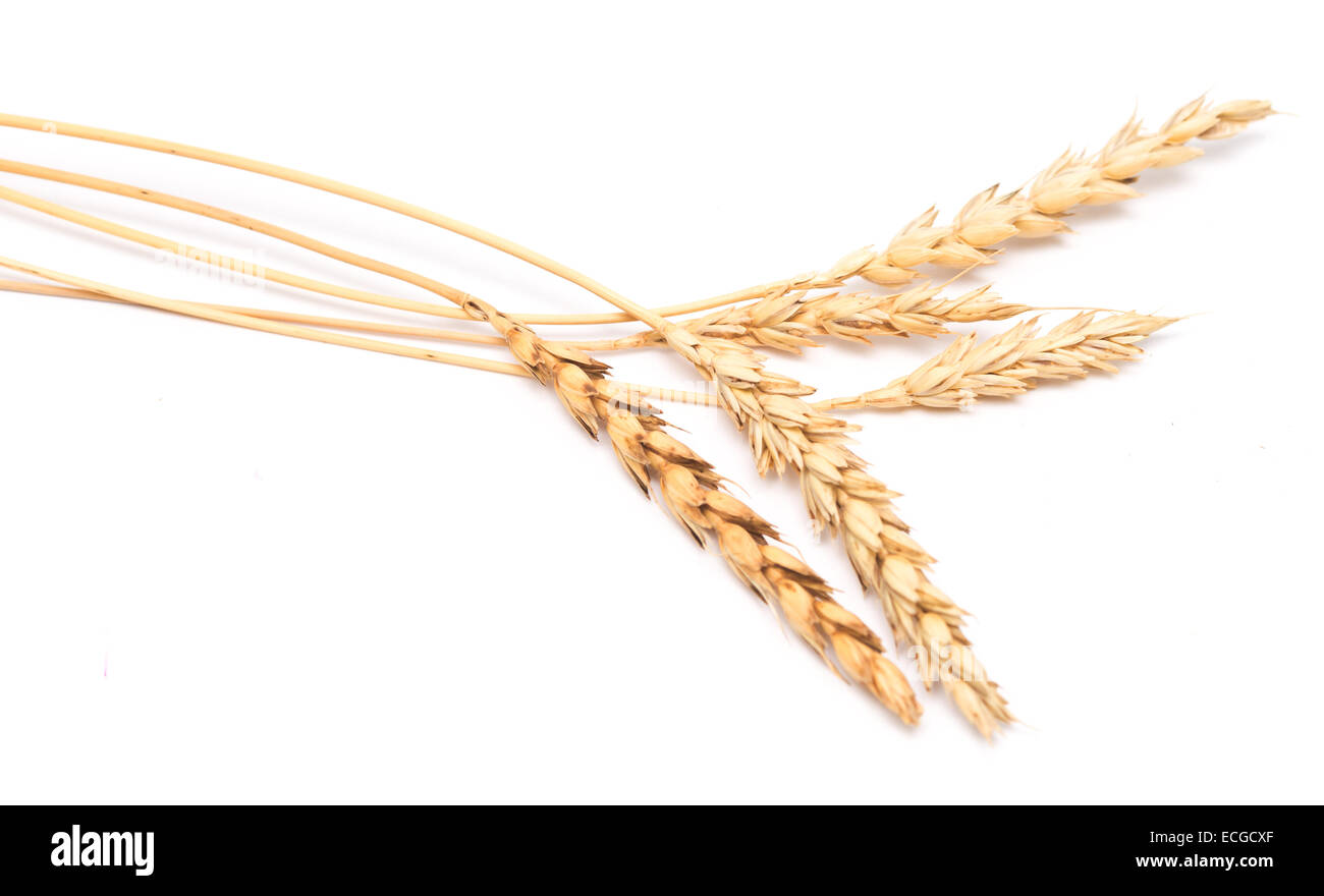 wheat ears isolated on white background Stock Photo - Alamy