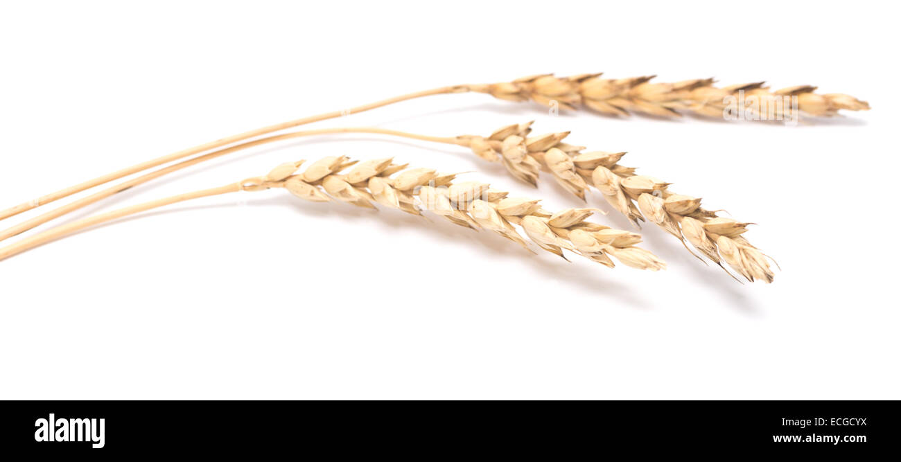 wheat ears isolated on white background Stock Photo - Alamy