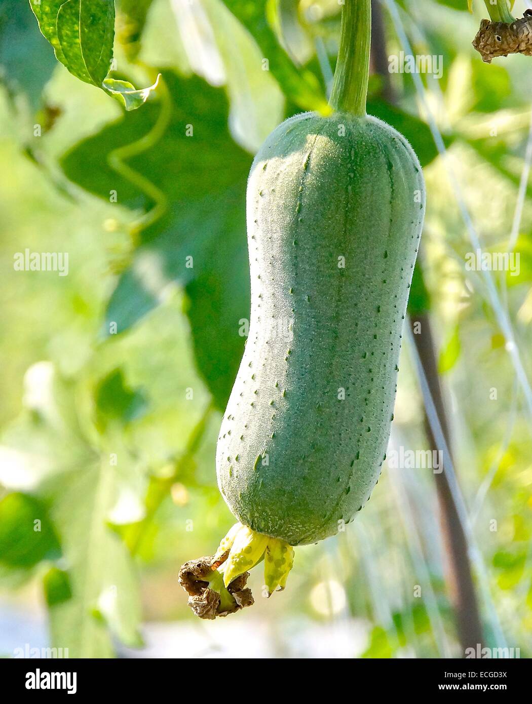 The close view of loofah gourd closeup Stock Photo