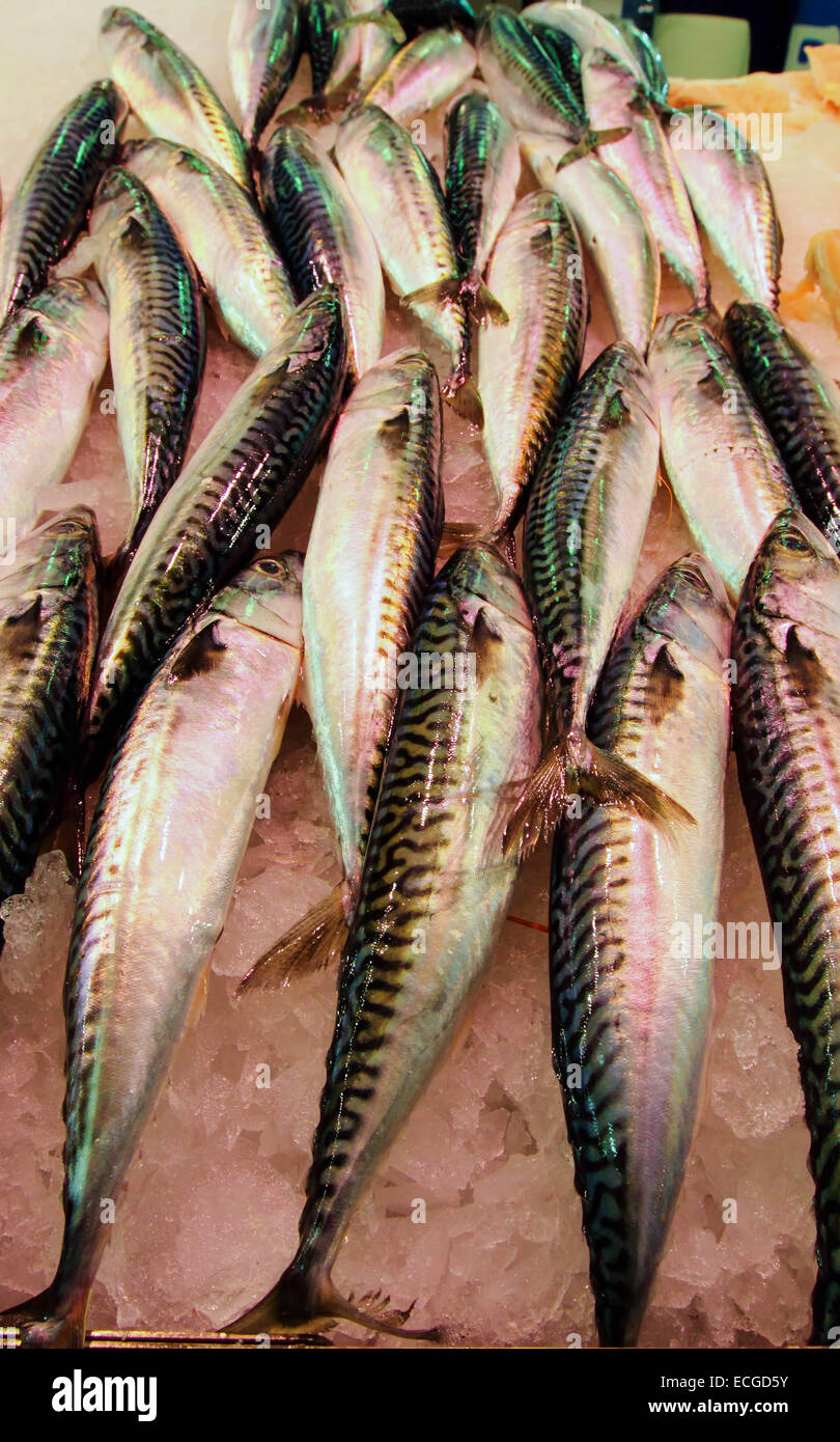 fresh mackerel on ice Stock Photo