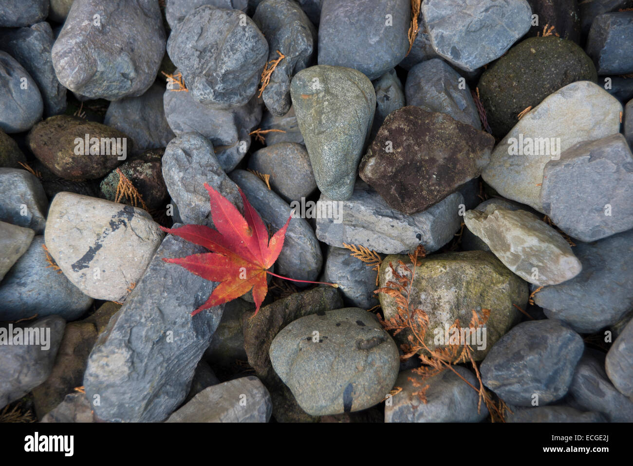 Japanese Acer leaf on pebbles, Japan. Stock Photo