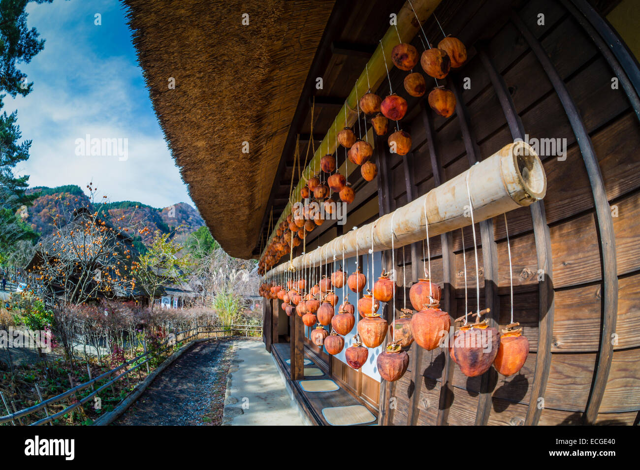 Persimmons drying out in the open air at Oishi petit pension village ...