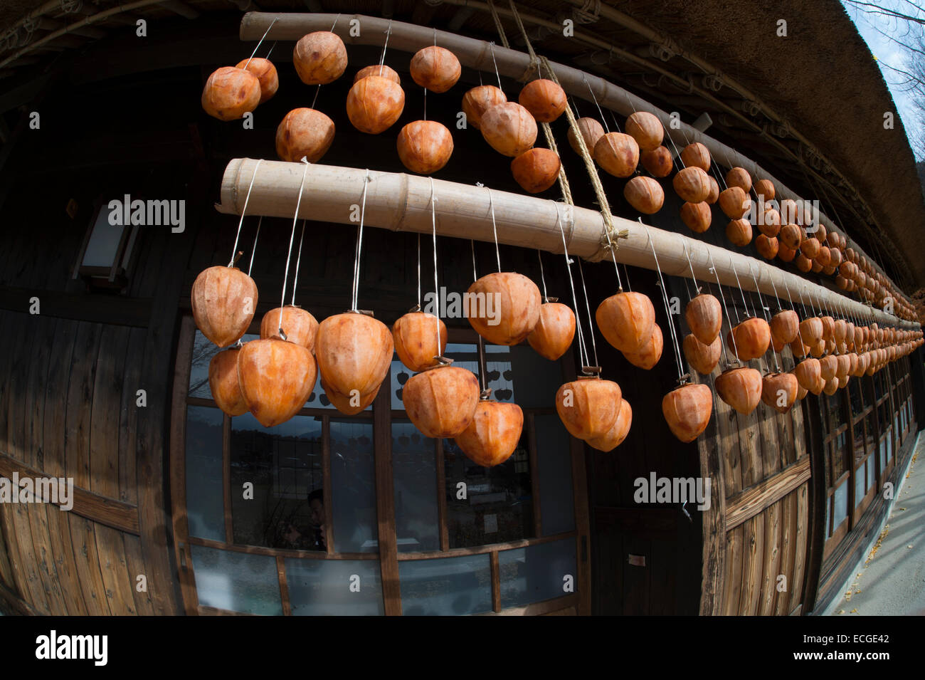 Persimmons drying out in the open air at Oishi petit pension village ...