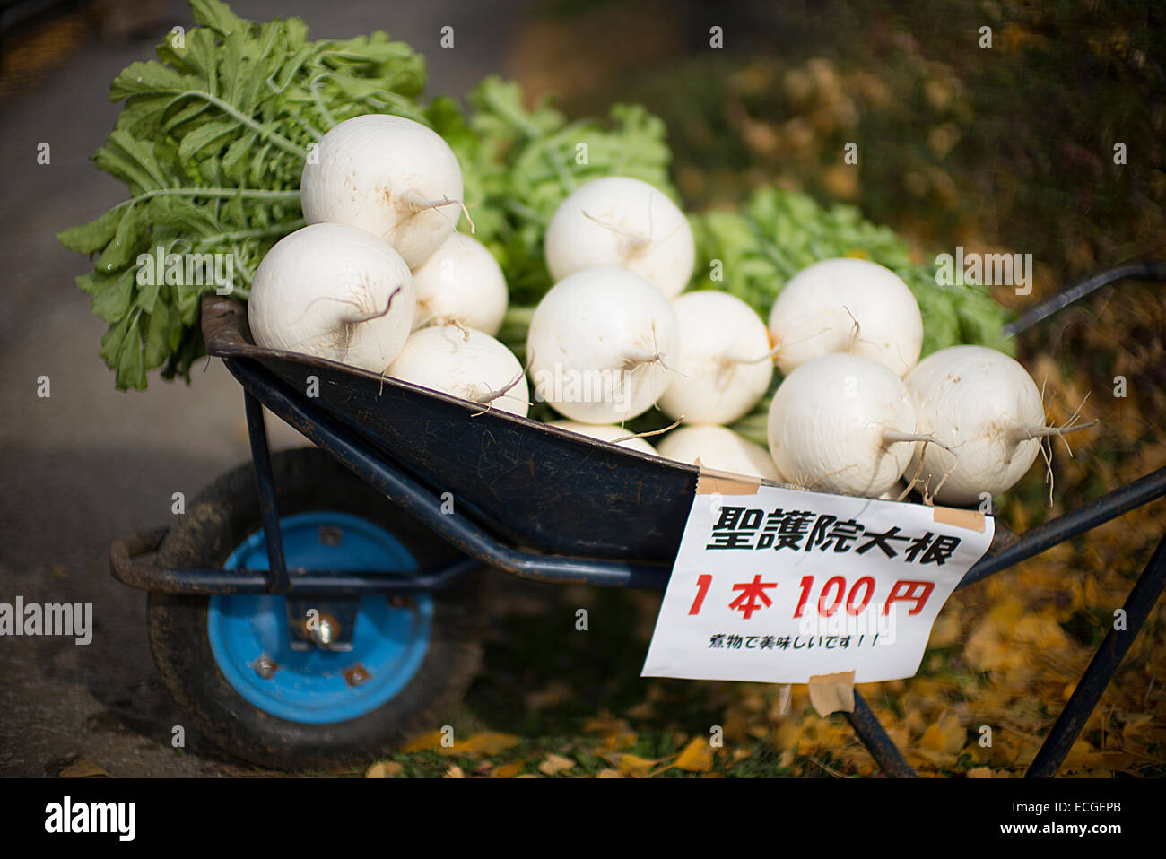 Japanese white radish vegetables in a wheelbarrow Stock Photo Alamy
