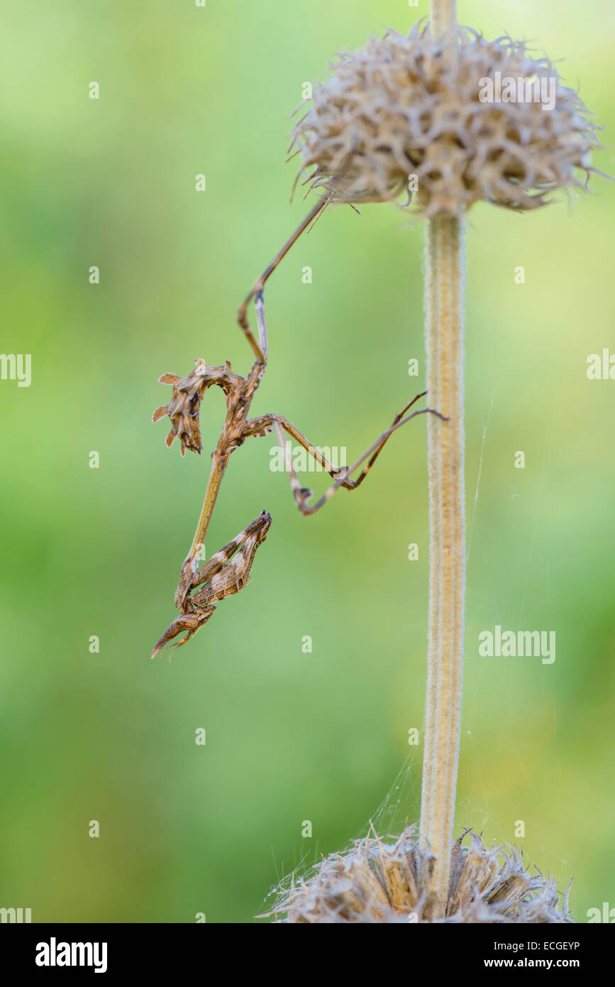 Haubenfangschrecke, Empusa pennata, Conehead Mantis Stock Photo