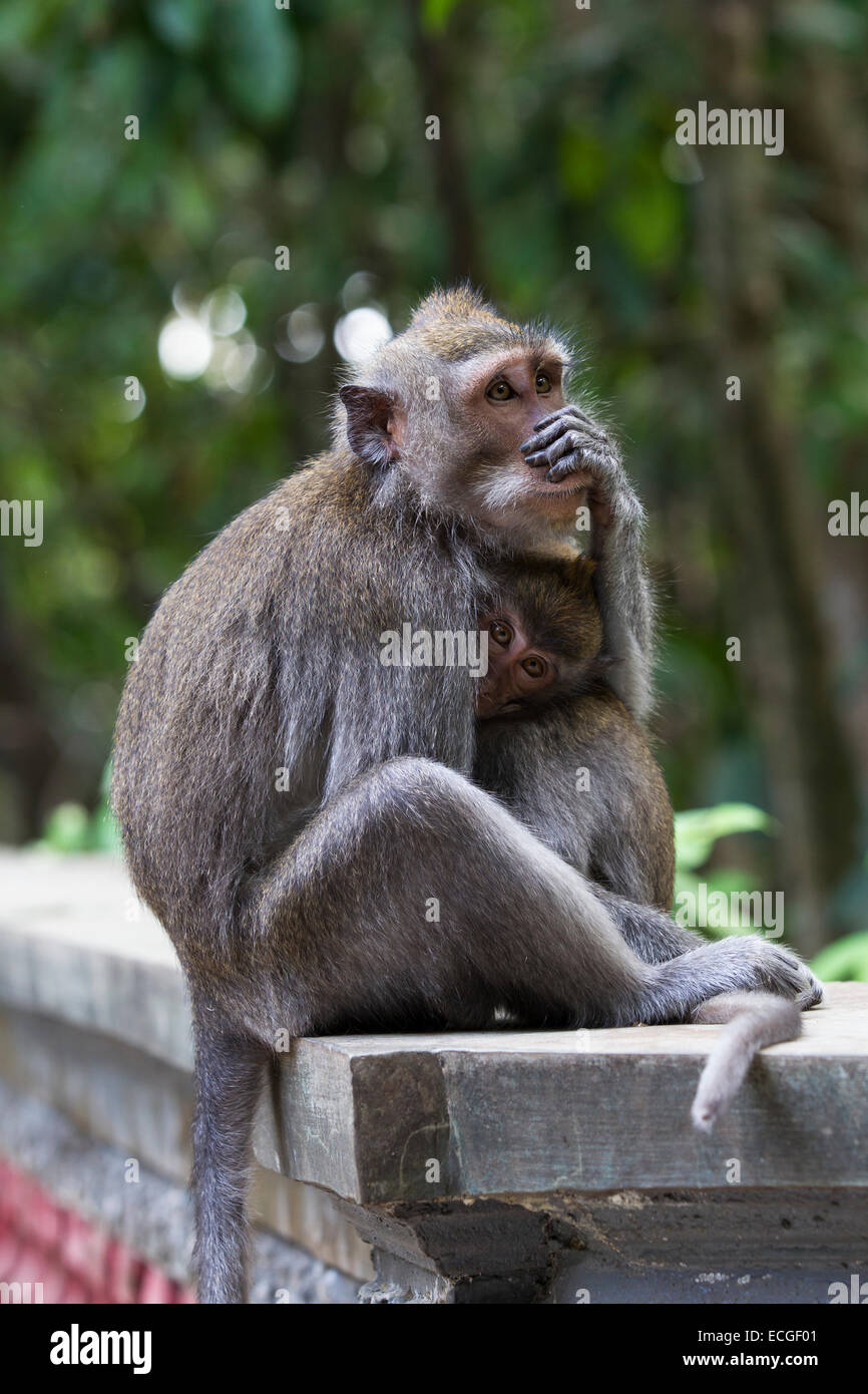 Langschwanz Makaken, long-tailed macaques,  Macaca fascicularis, Bali, mother and baby sitting on temple wall Stock Photo