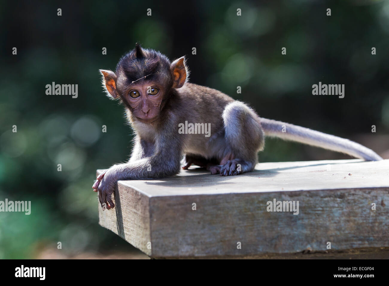 Langschwanz Makaken, long-tailed macaques,  Macaca fascicularis, Bali, baby sitting on temple wall Stock Photo