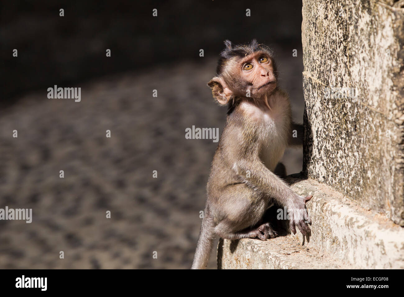 Langschwanz Makaken, long-tailed macaques,  Macaca fascicularis, Bali, juvenile at temple wall Stock Photo