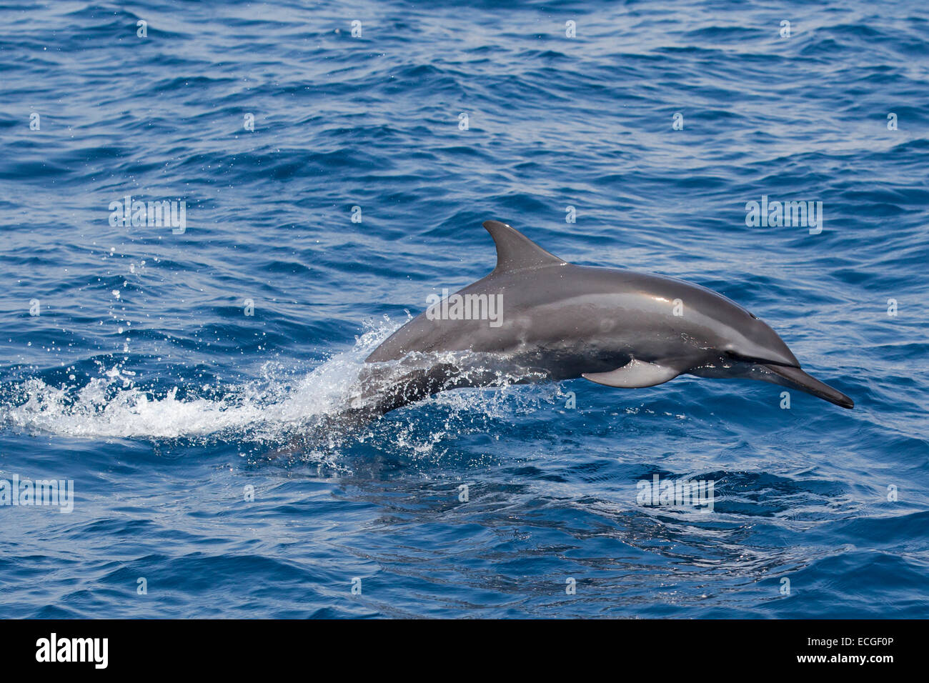 Spinner Dolphin, Ostpazifischer Delfin, Stenella longirostris, leaping dolphin, Indonesia Stock Photo