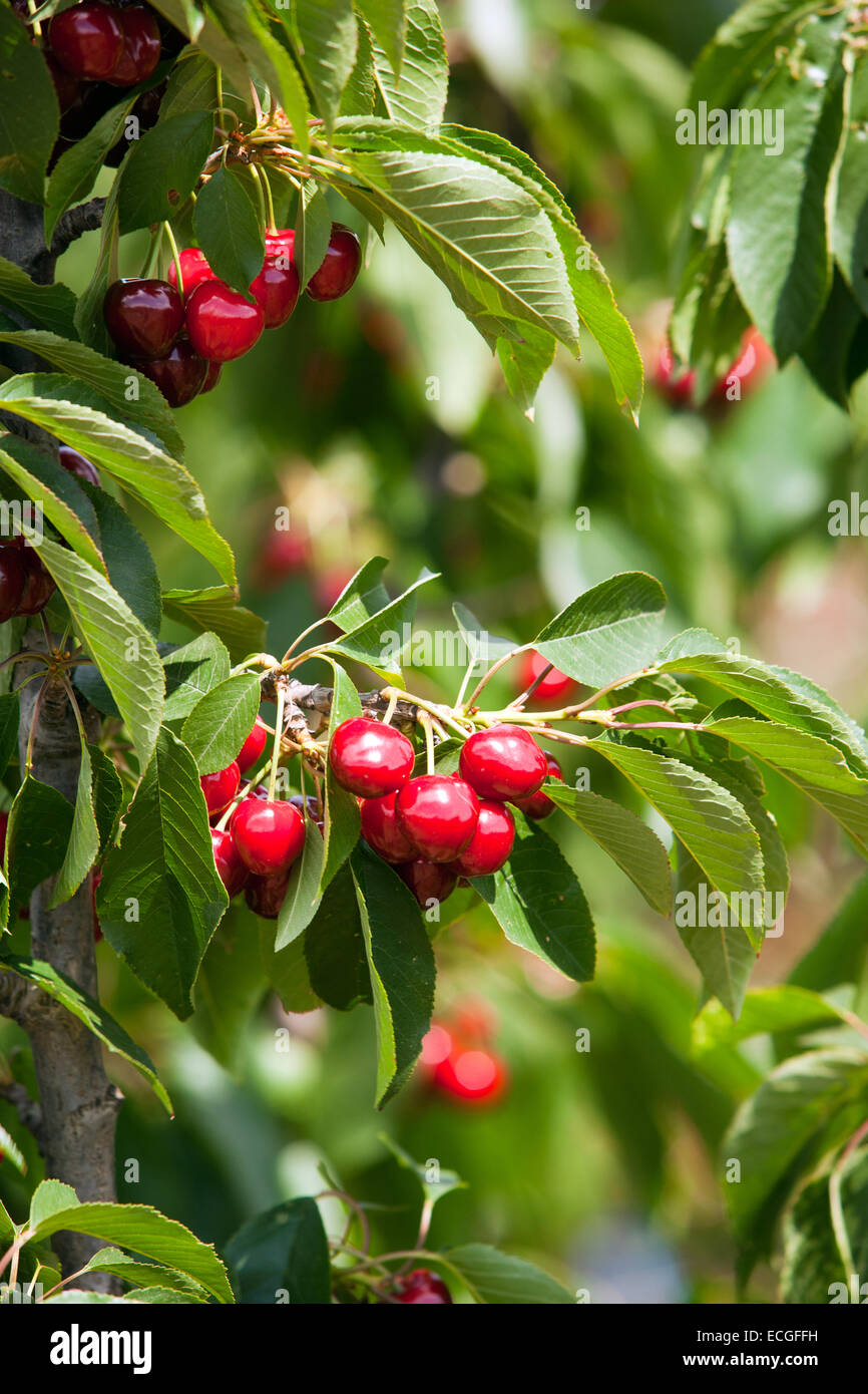 Cherry tree with cherries Stock Photo Alamy