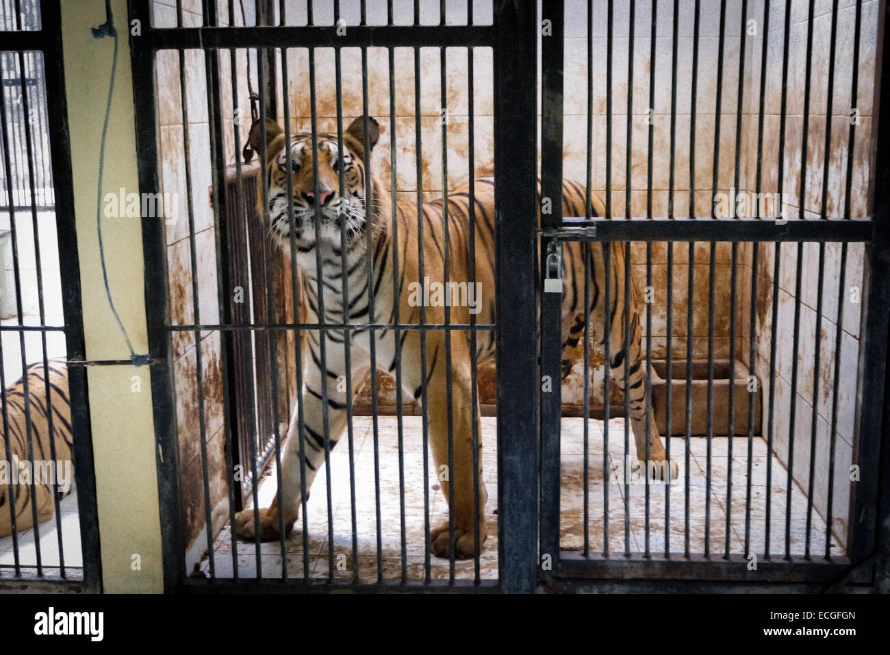 A Bengal tiger in captivity. Stock Photo