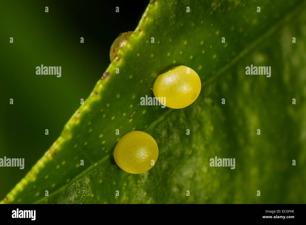 Eggs of the Scarlet Swallowtail butterfly Stock Photo Alamy