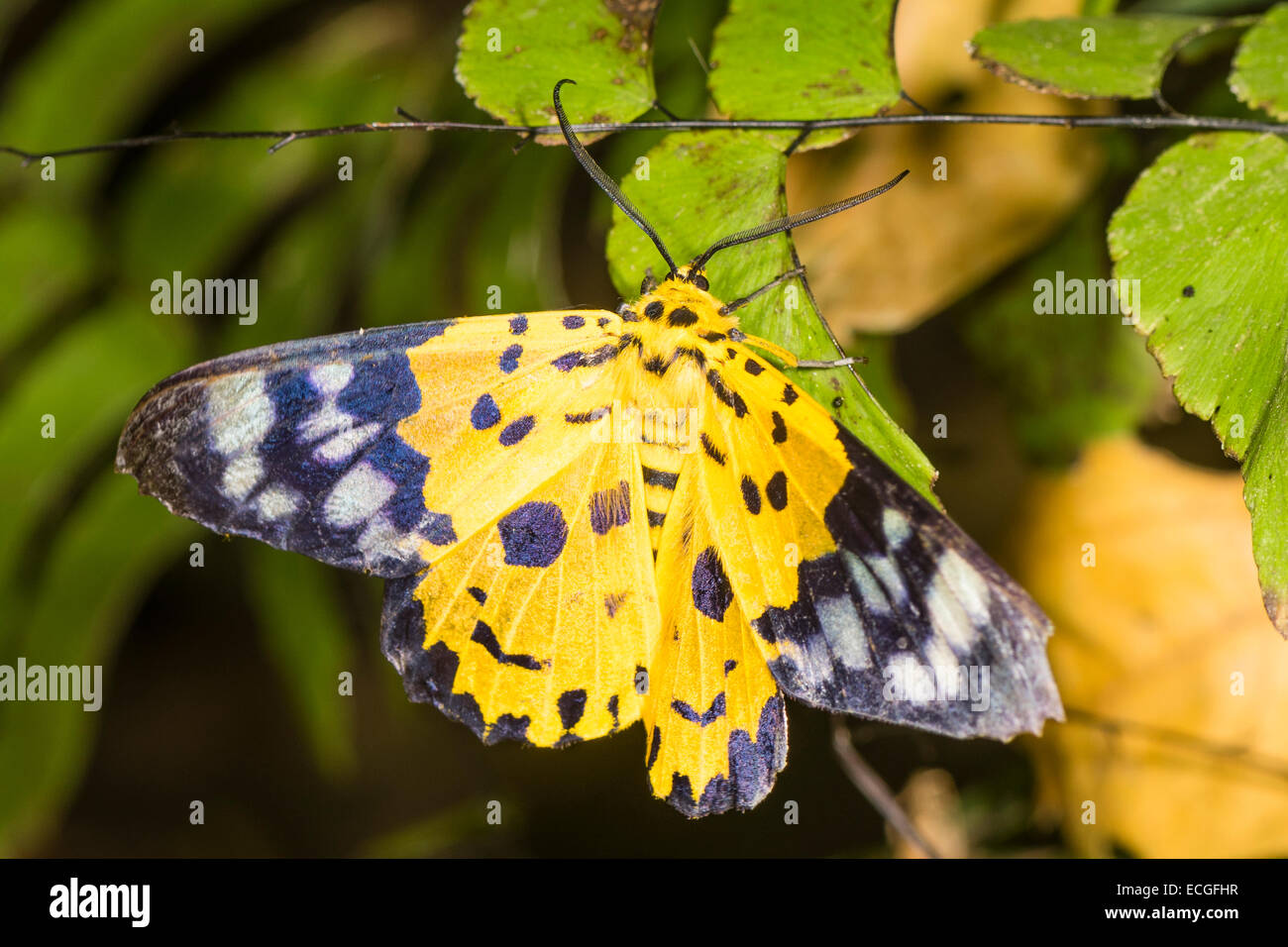 A Leopard moth resting on a leaf Stock Photo