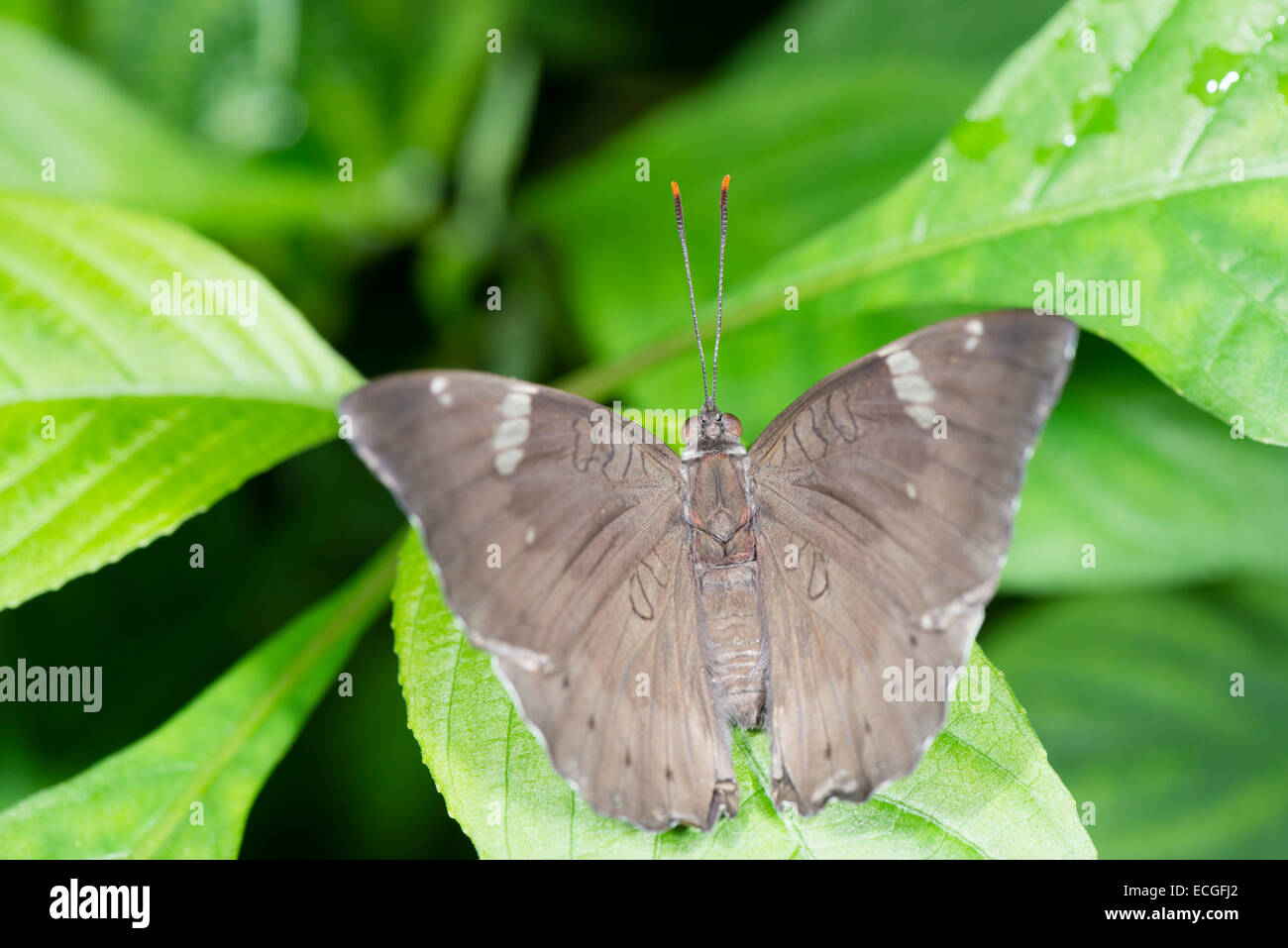 A Common Barron butterfly at rest Stock Photo