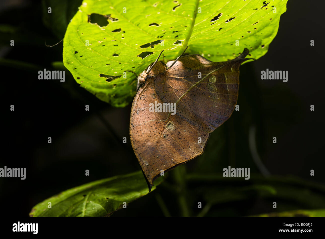 A camouflaged Dead Leaf butterfly in mottled sunlight Stock Photo