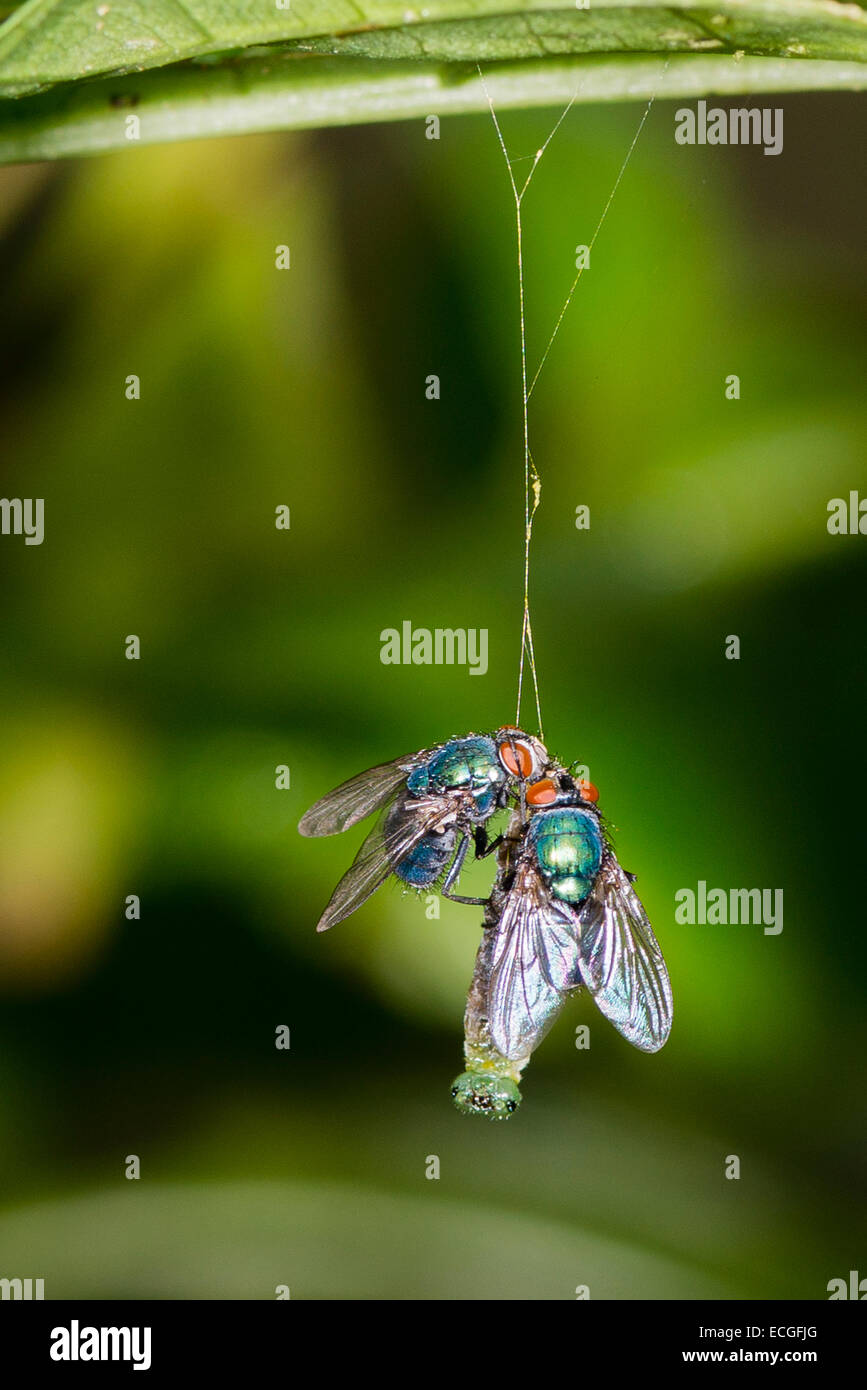 Bluebottles on a dead caterpillar Stock Photo