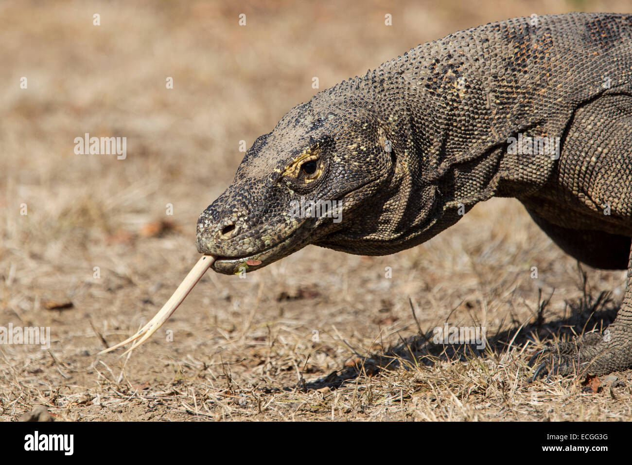 Komodo dragon, Varanus komodensis, Komodowaran, portrait with tongue out, Rinca Island, Komodo National Park Stock Photo