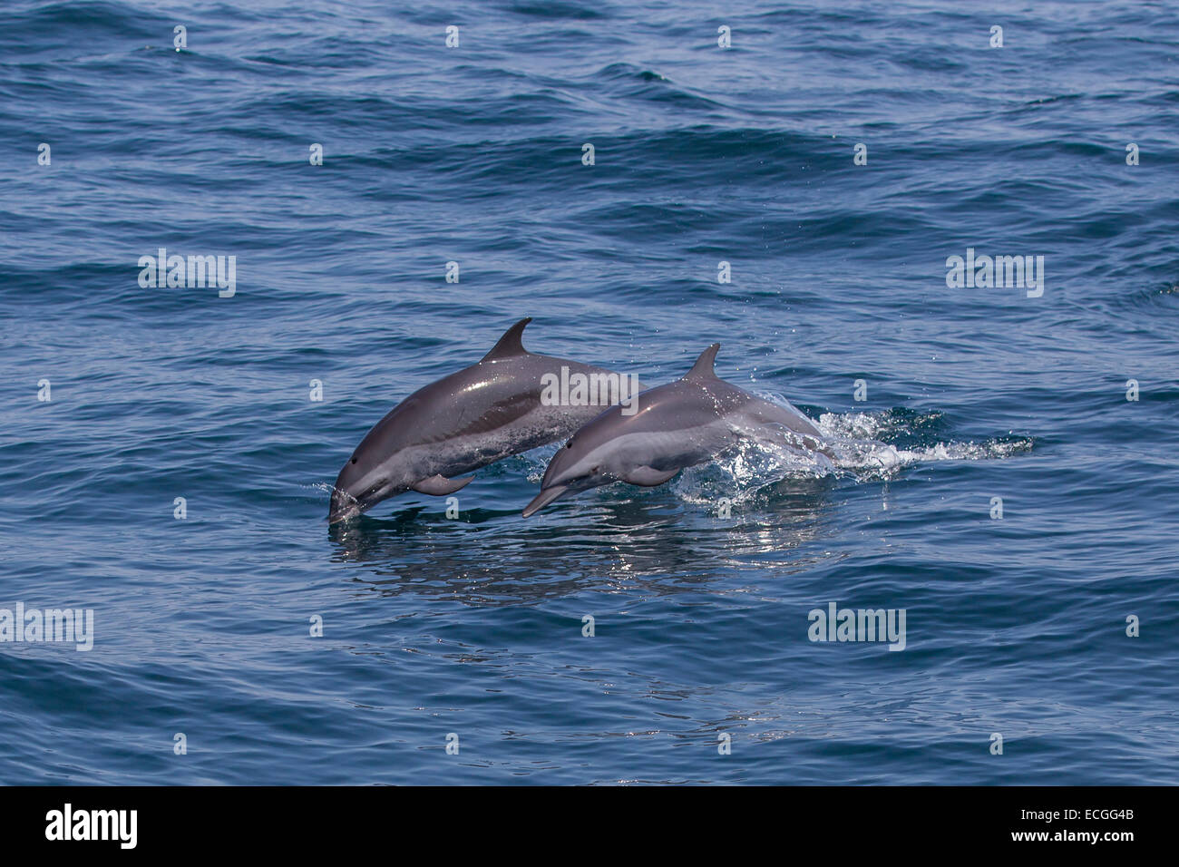 Pantropical Spotted Dolphins, Stenella attenuata, Schlankdelfine, adult and juvenile leaping together, Indonesia Stock Photo