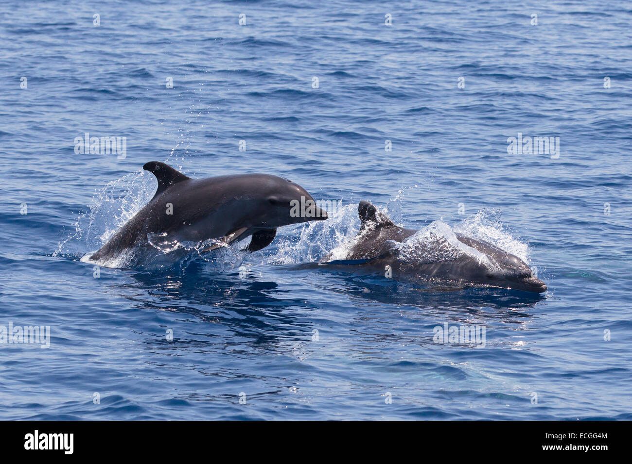 Common Bottlenose Dolphin, Tursiops truncatus, Großer Tümmler, pair surfacing, one leaping high, Indonesia Stock Photo