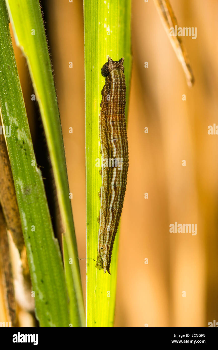 A caterpillar of the Heteropsis iboina butterfly Stock Photo - Alamy