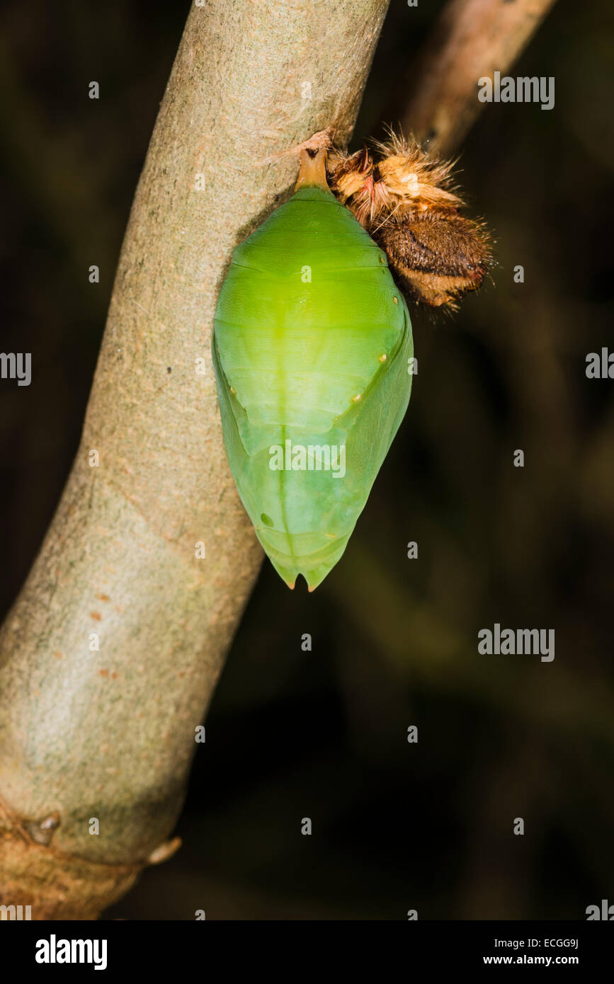 A recently pupated caterpillar of the Blue Morpho butterfly Stock Photo