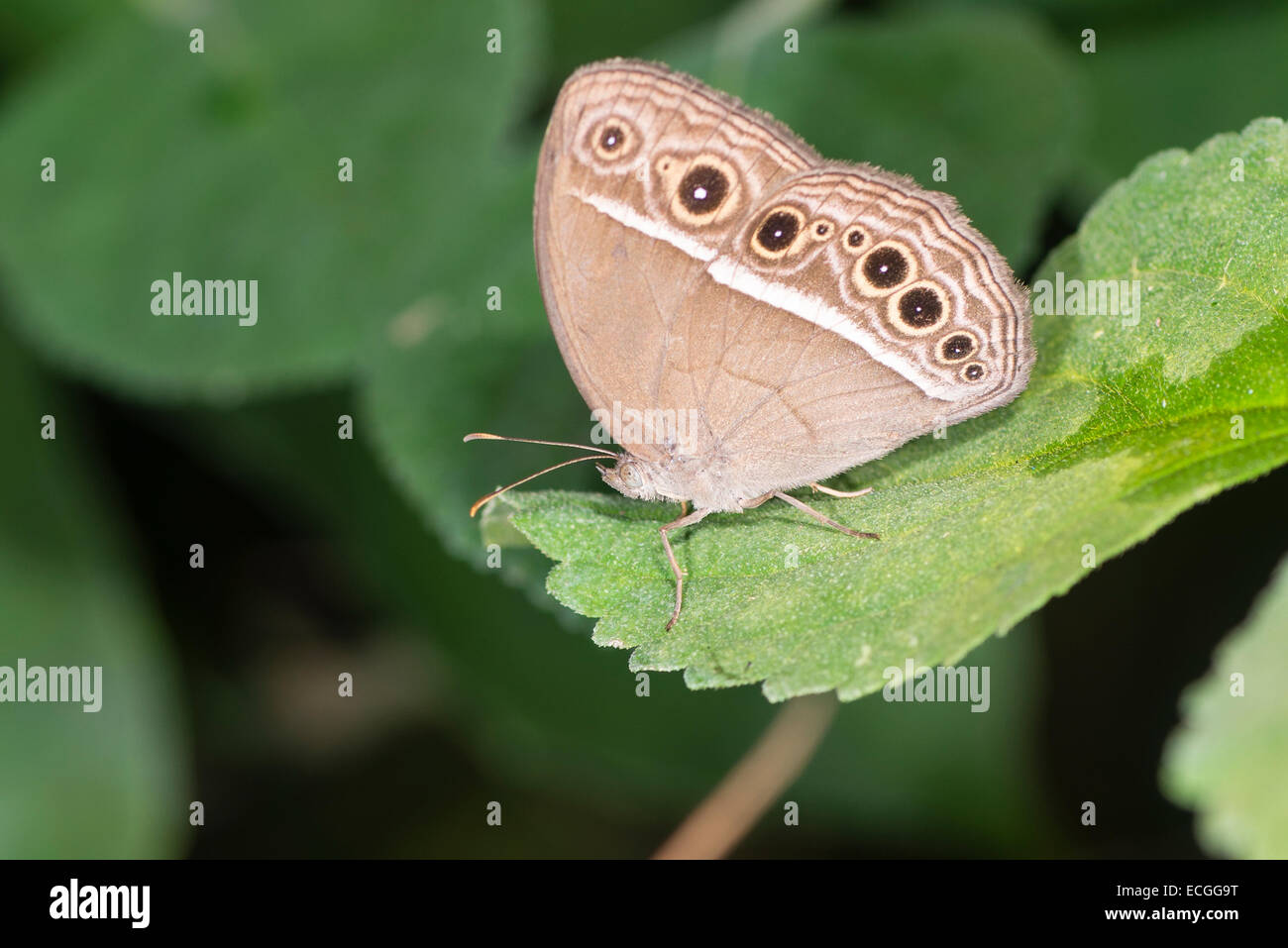 Underside of a resting Intermediate Bushbrown butterfly Stock Photo