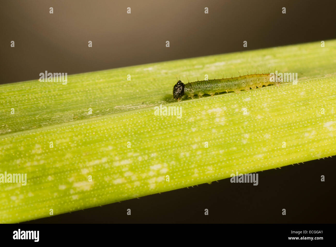 A caterpillar of the Heteropsis iboina butterfly Stock Photo - Alamy