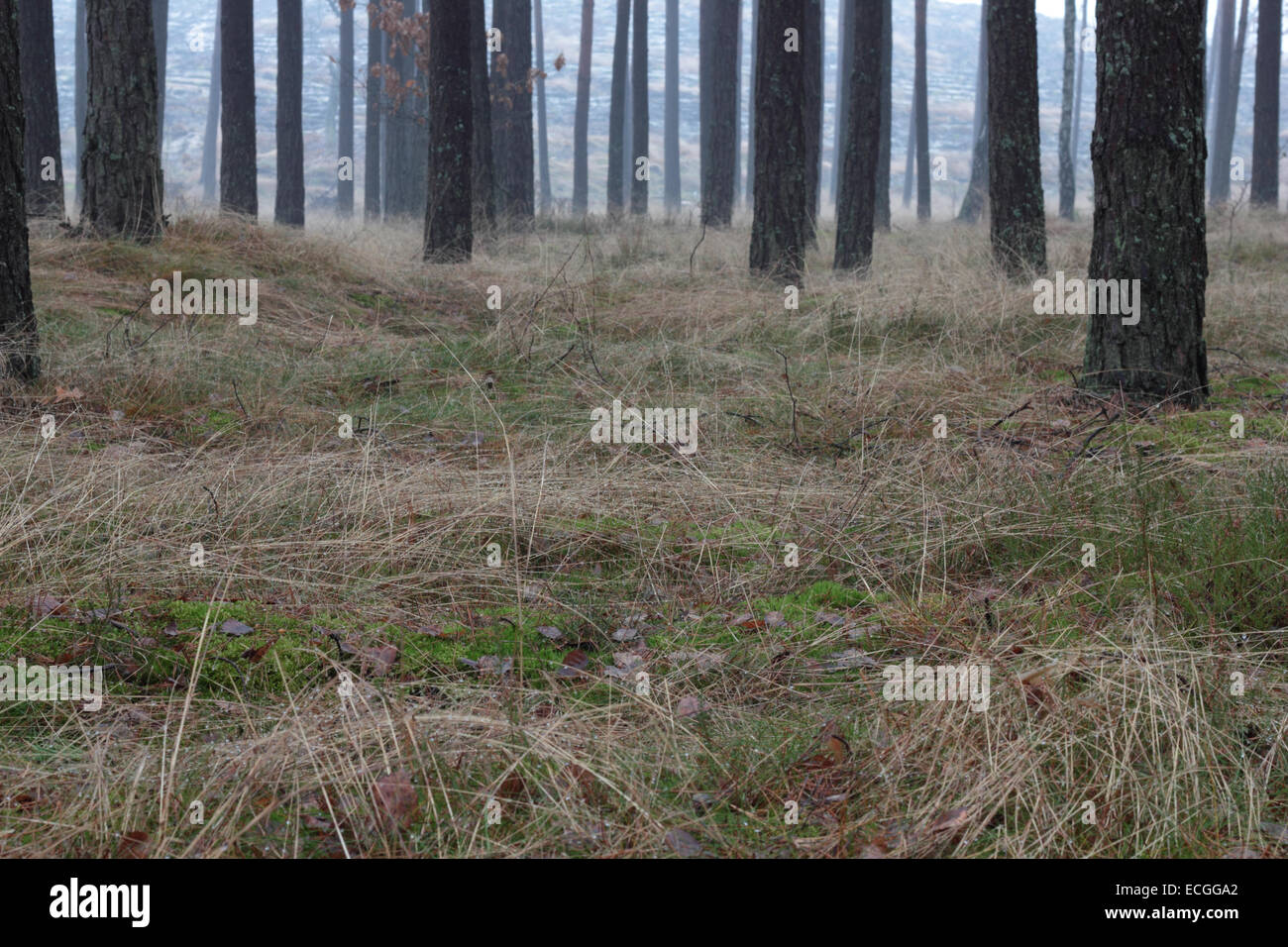 Closeup of litter in a pine forest in late autumn. Stock Photo