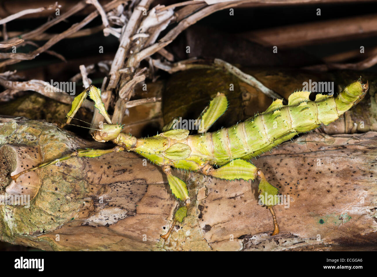 Australian Walking Stick High Resolution Stock Photography and Images -  Alamy