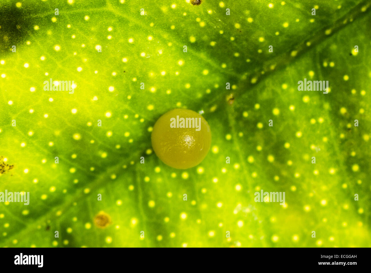 An egg of the Scarlet Swallowtail butterfly Stock Photo Alamy