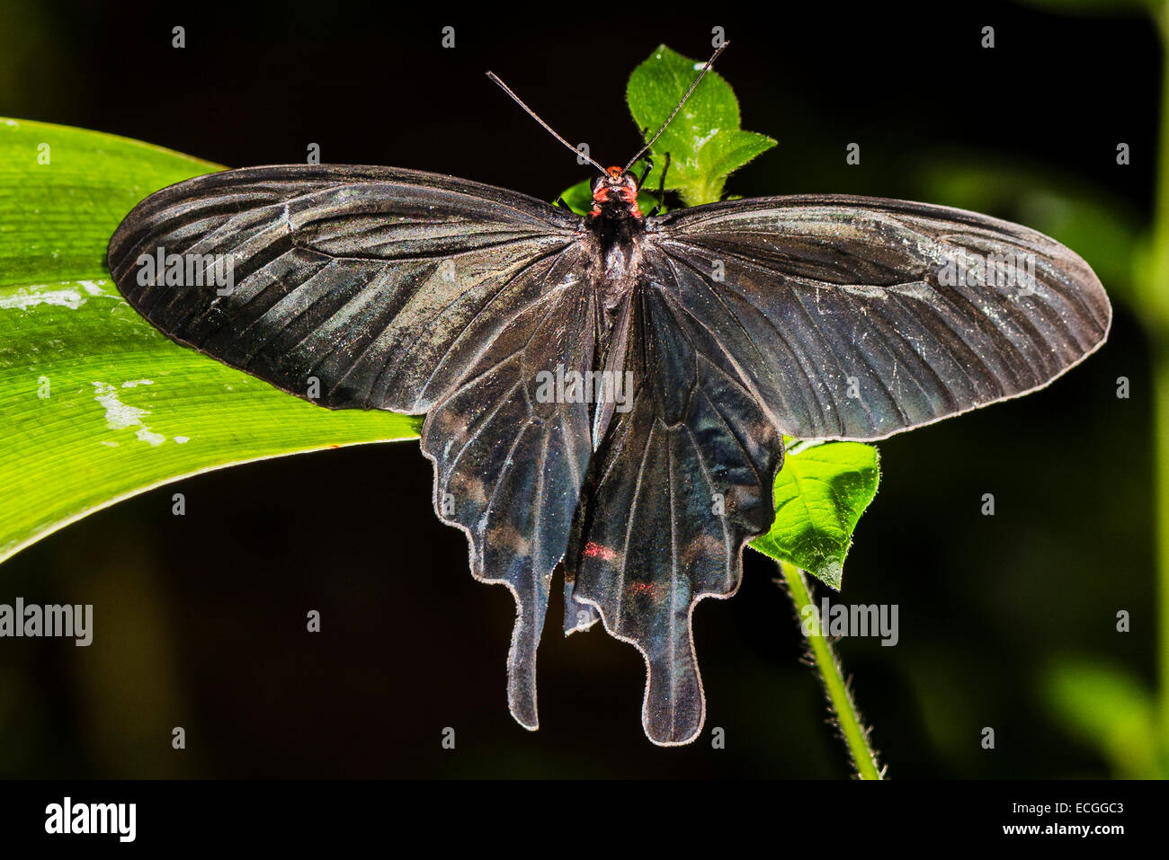 A Pink Rose butterfly resting on a flower Stock Photo - Alamy