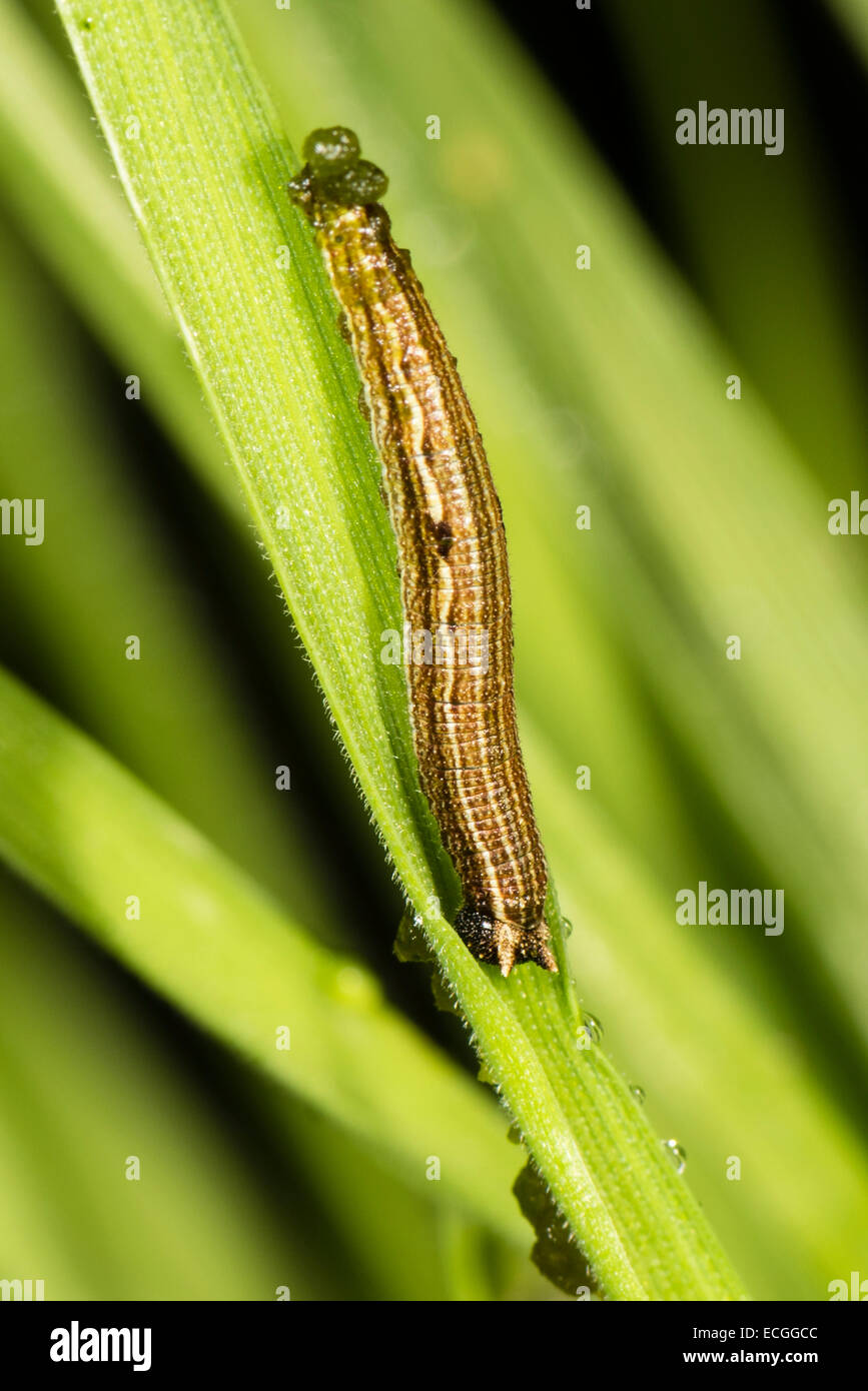 A caterpillar of the Heteropsis iboina butterfly Stock Photo - Alamy