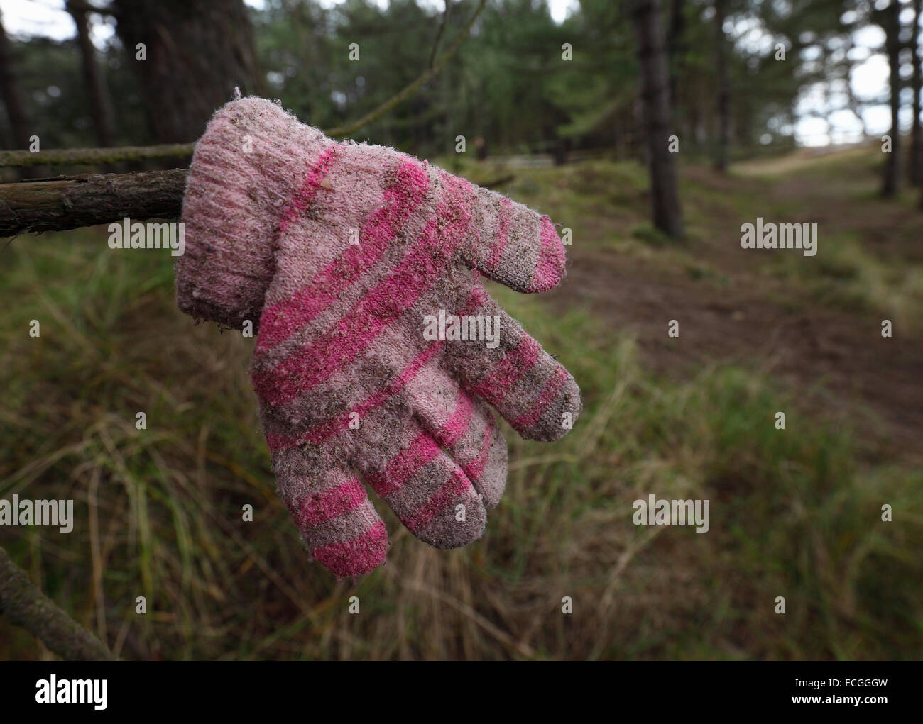 A forgotten child's glove hung on a branch to help someone find it. Stock Photo