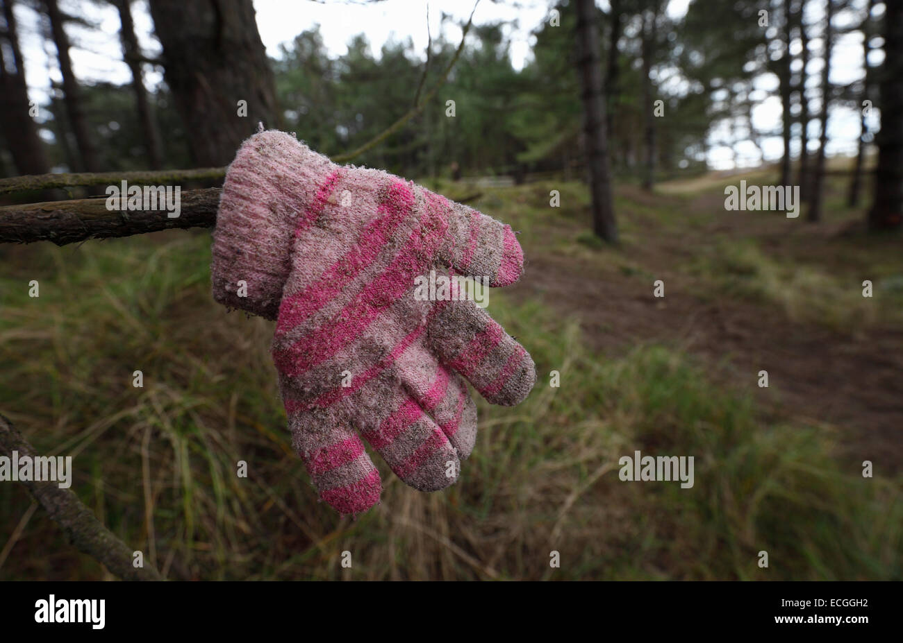 A forgotten child's glove hung on a branch to help someone find it. Stock Photo