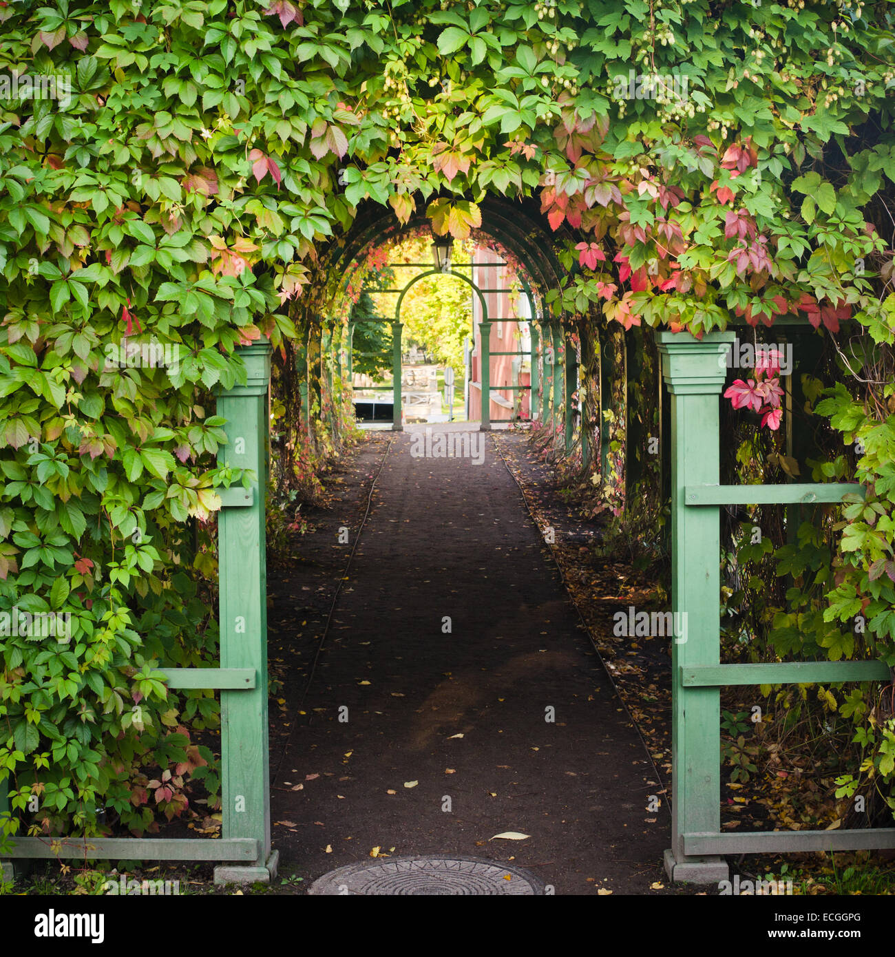 Branches of virginia creeper ramble on archway Stock Photo