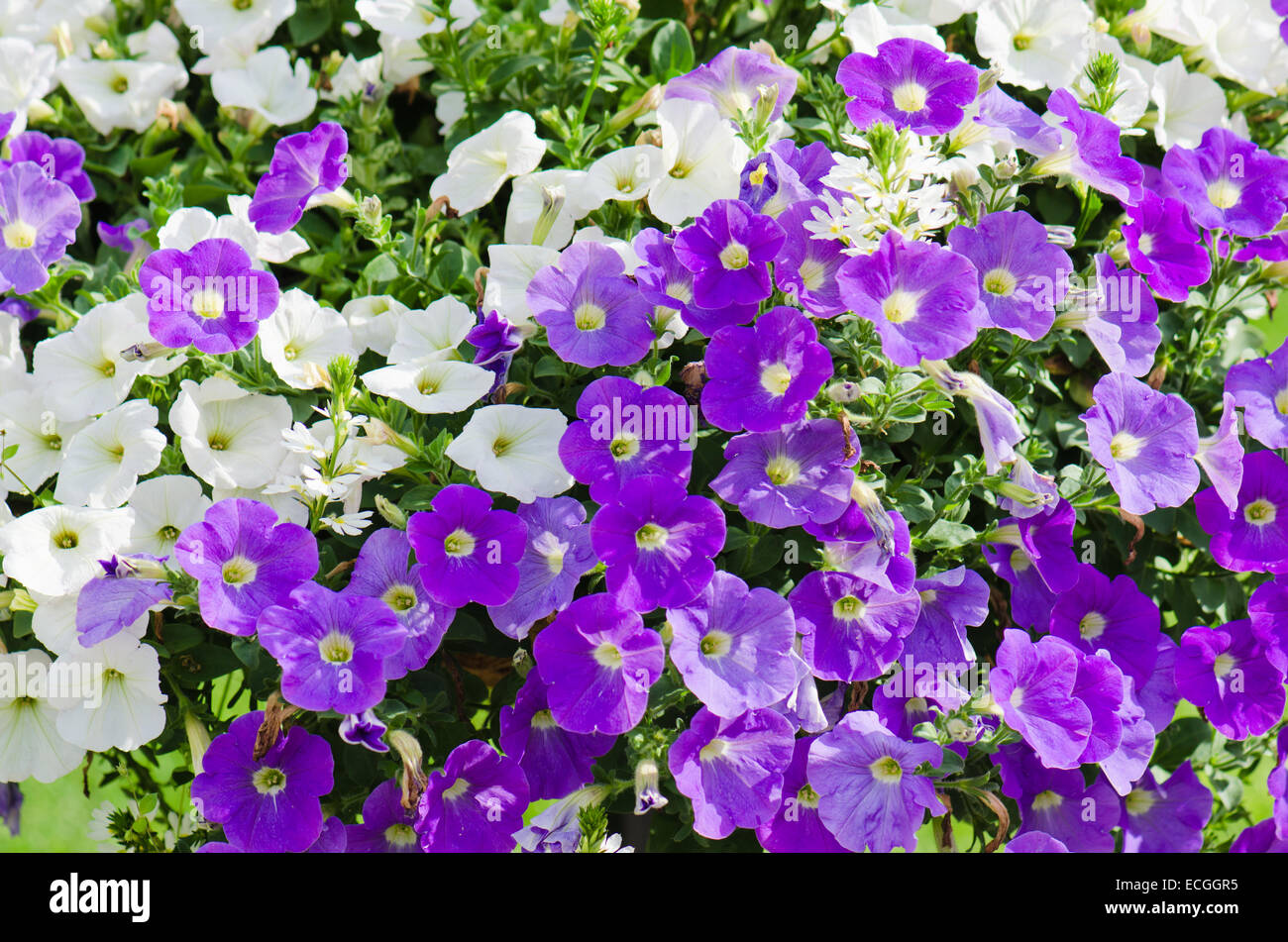Beautiful purple and white flowers hi-res stock photography and images