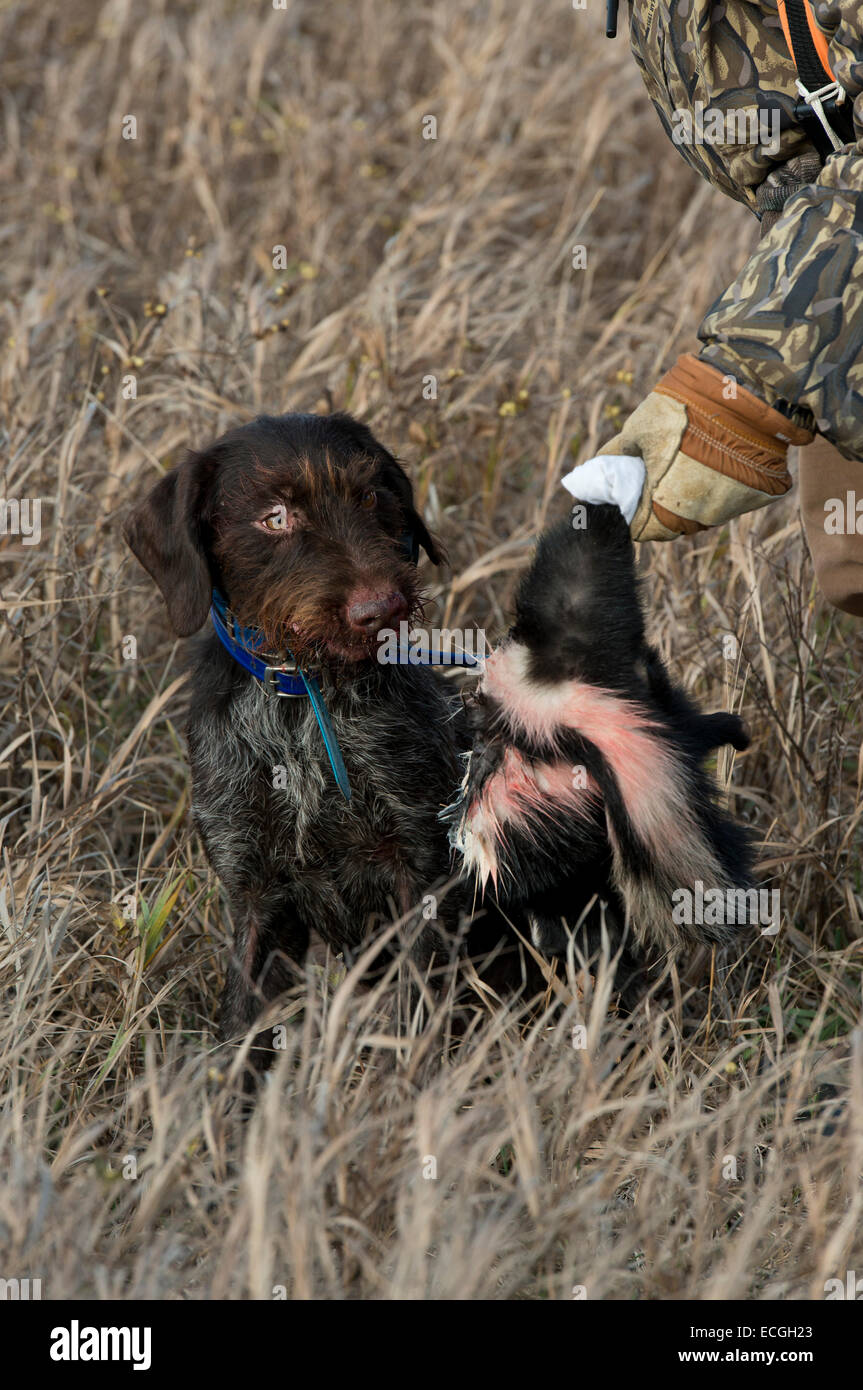 Dog skunk top