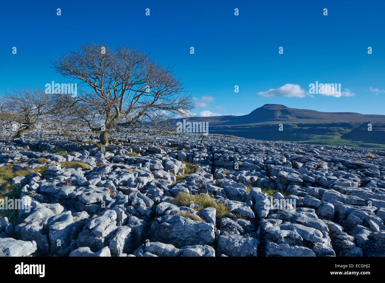 Afternoon sunlight on the Limestone Pavement at Twistleton Scar, Yorkshire Dales, England, UK Stock Photo