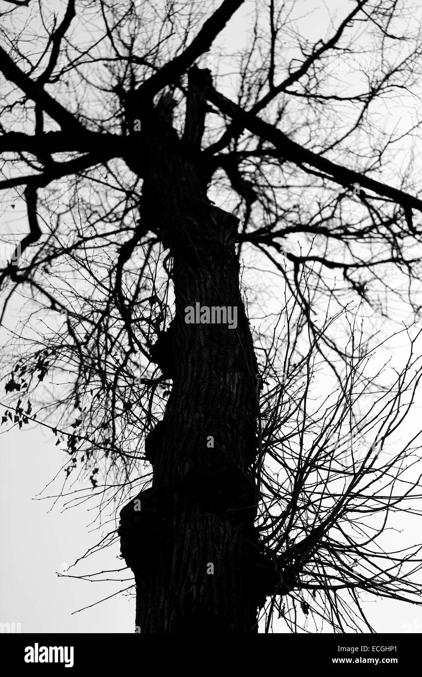 beautiful tree with long branches photographed close-up Stock Photo - Alamy