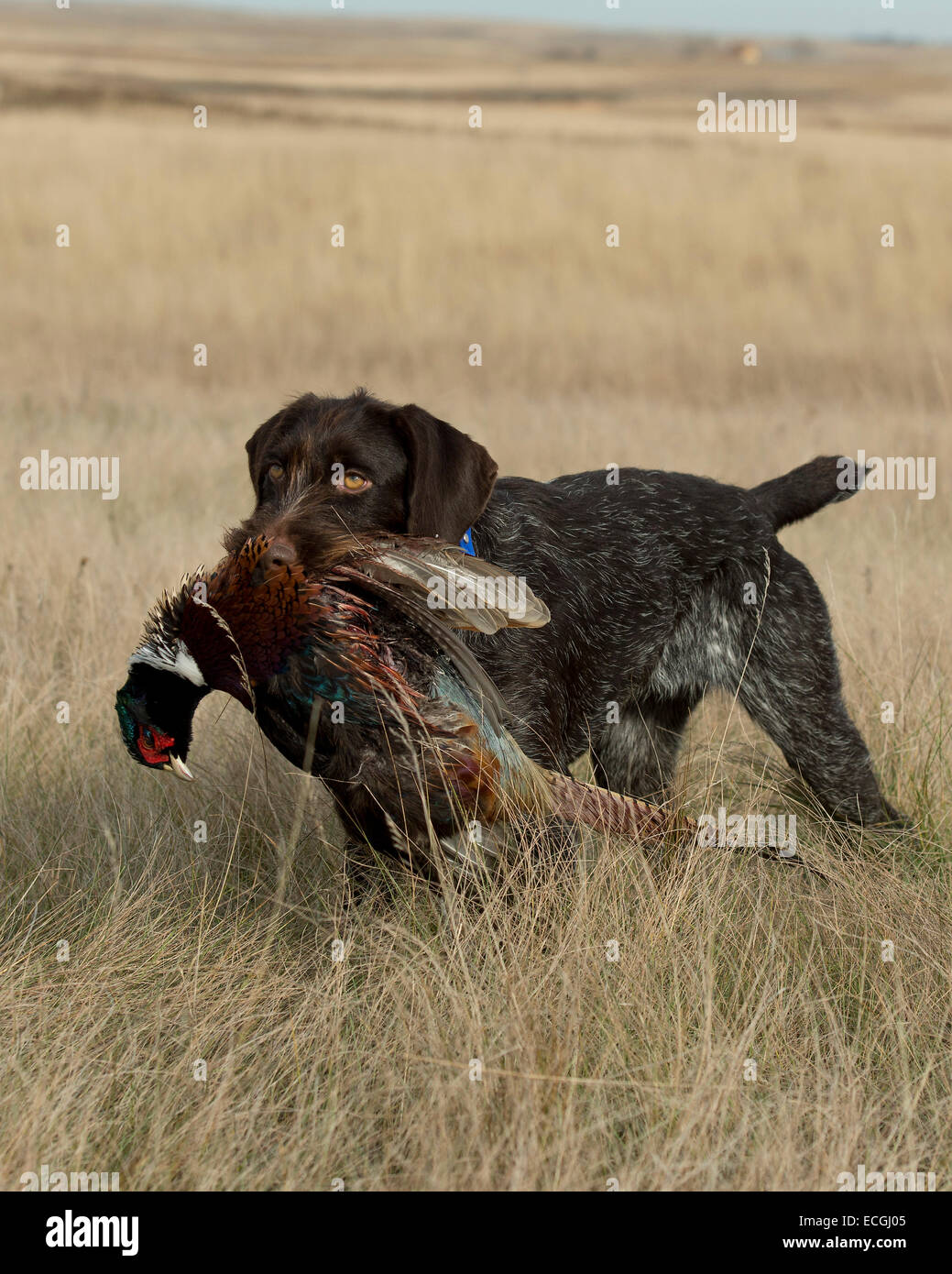 Hunting Dog with a Pheasant Stock Photo Alamy