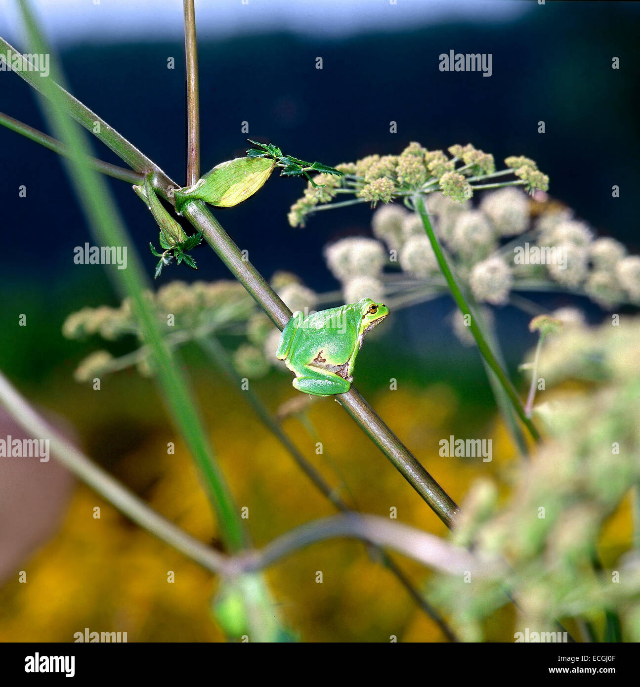 Mimicry- italian tree frog (Hyla  intermedia) camouflaged on Wild Angelica Stem Stock Photo