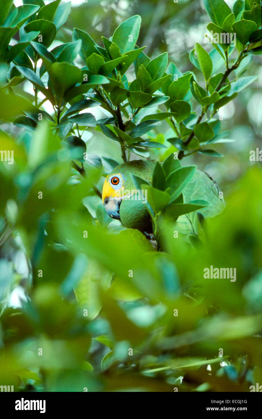 Mimicry- Yellow-Crowned Amazon (Amazona ochrocephala) camouflaged among the leaves Stock Photo