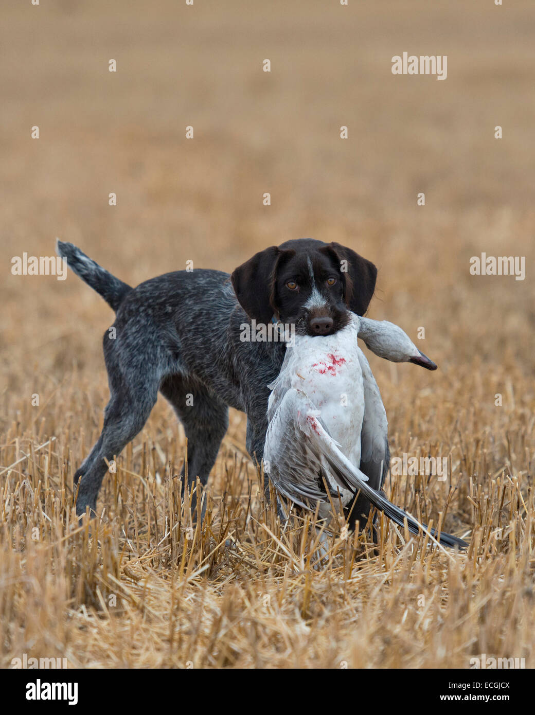 Hunting Dog with a Goose Stock Photo Alamy