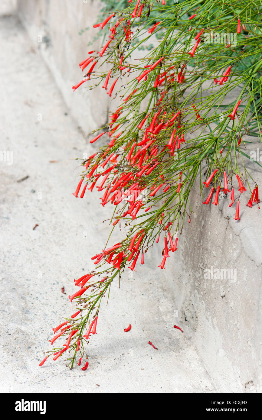 Weeping branches of the sub-tropical firecracker plant, Russelia equisetiformis Stock Photo