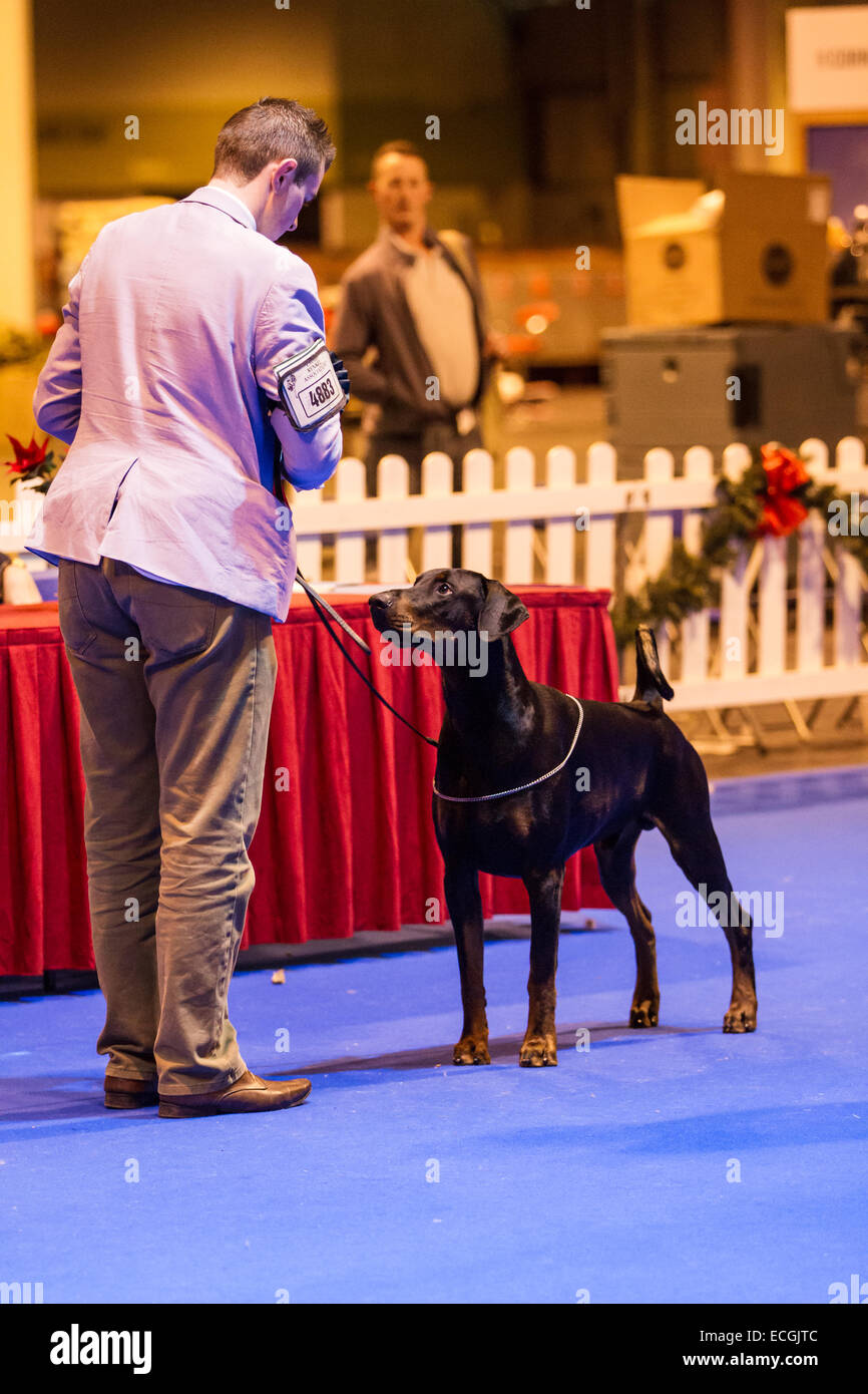 Birmingham, UK. 14th Dec, 2014. LKA Championship Dog Show at the NEC