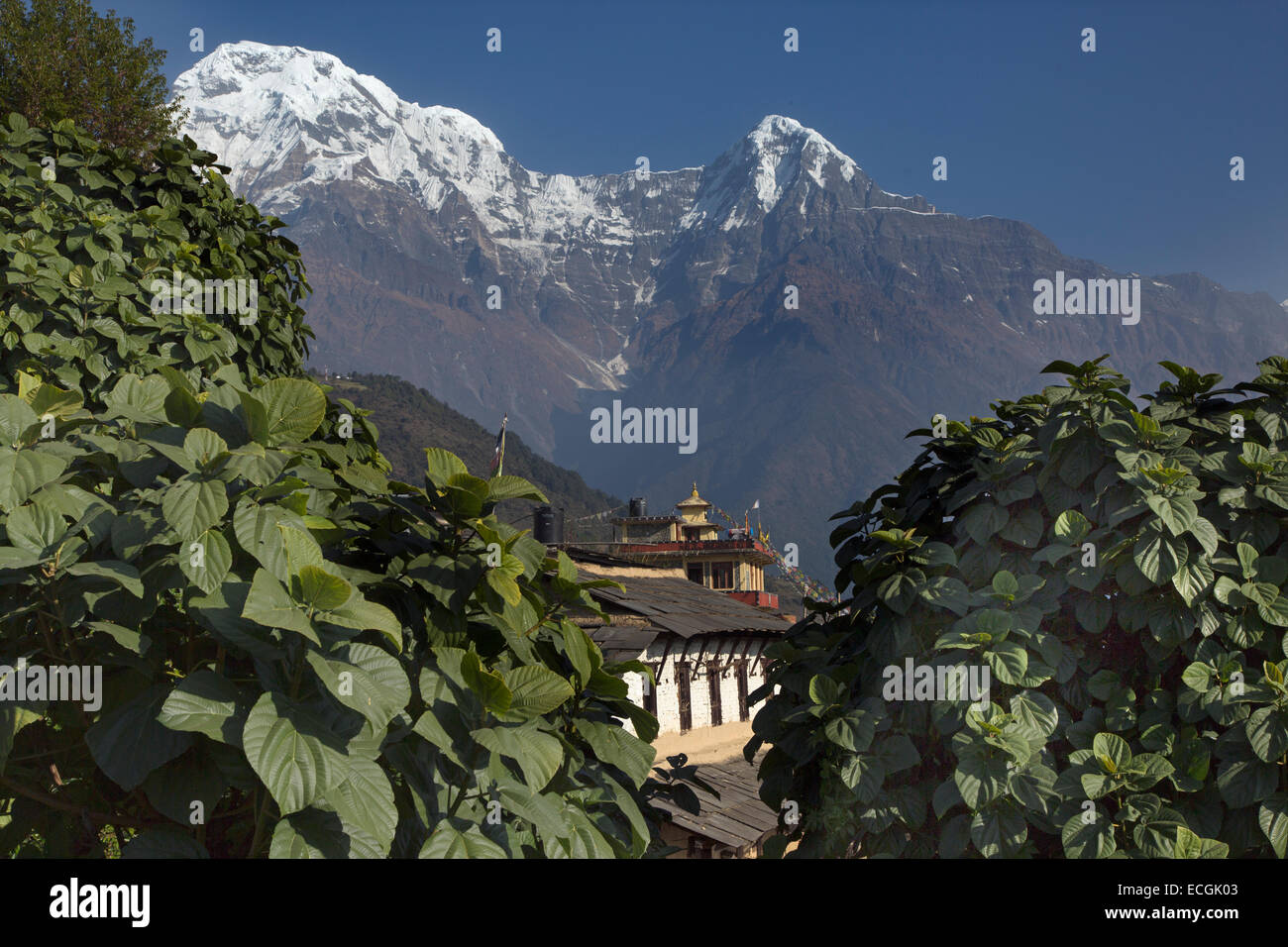 The Mountain Annapurna and Machhapuchchhre or Fishtail Mountain  from the village of Ghandruk in the Modi Khola Valley Stock Photo